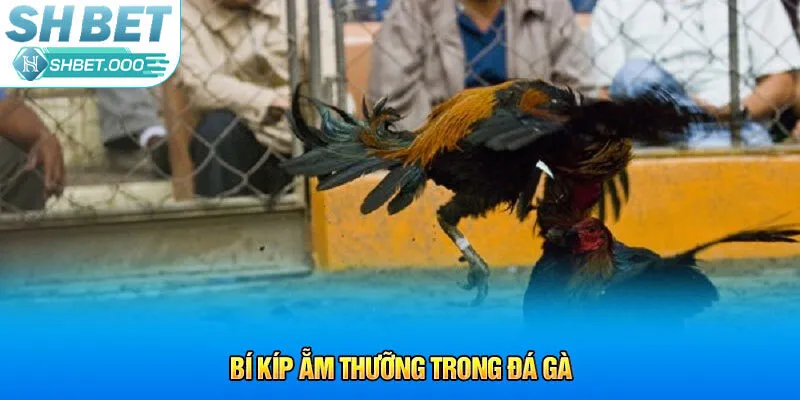 Bí kíp ẵm thưỡng trong đá gà