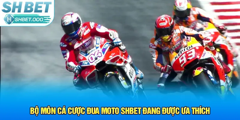 Bộ môn cá cược đua moto Shbet đang được ưa thích