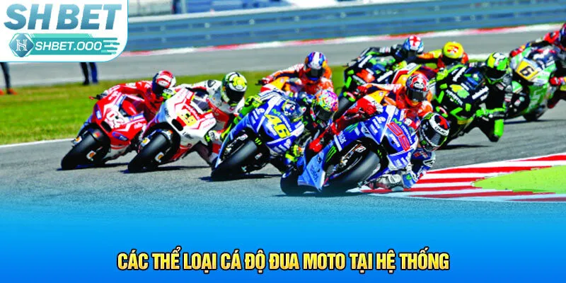 Các thể loại cá độ đua moto tại hệ thống