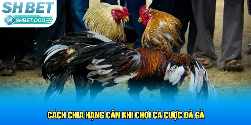 Cách chia hạng cân khi chơi cá cược đá gà