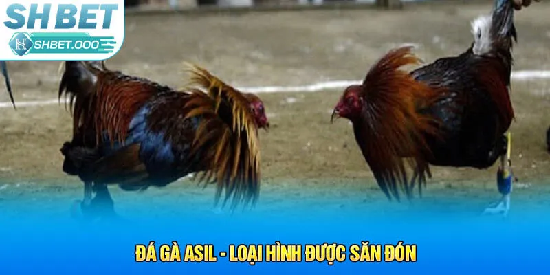 Đá gà Asil - loại hình được săn đón