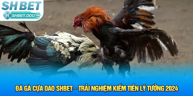 đá gà cựa dao shbet