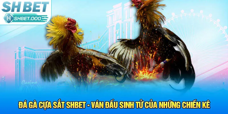 đá gà cựa sắt shbet