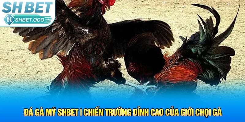 đá gà mỹ shbet