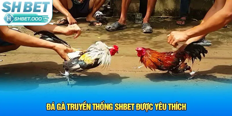 Đá gà truyền thống Shbet được yêu thích