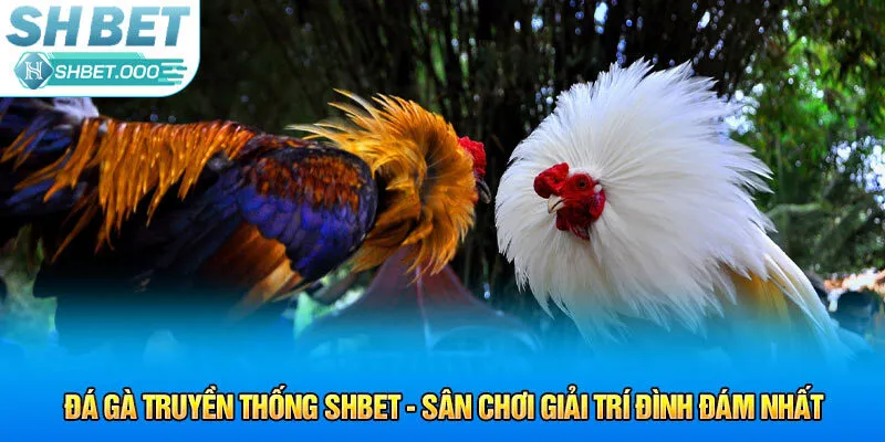 đá gà truyền thống shbet