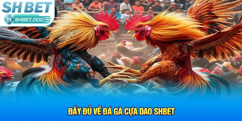 Đầy đủ về đá gà cựa dao Shbet