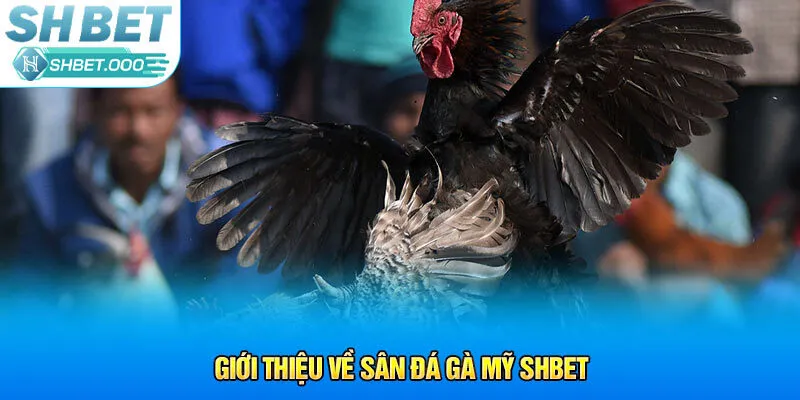 Giới thiệu về sân đá gà Mỹ Shbet