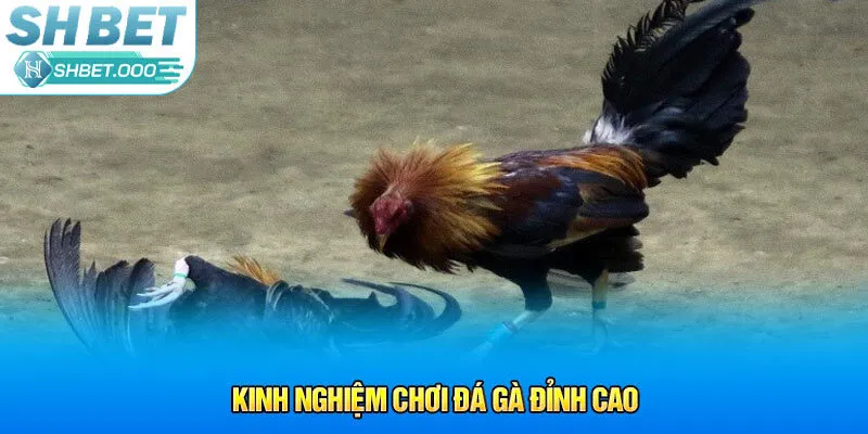 Kinh nghiệm chơi đá gà đỉnh cao