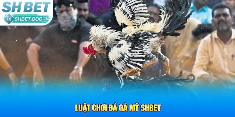 Luật chơi đá gà Mỹ Shbet