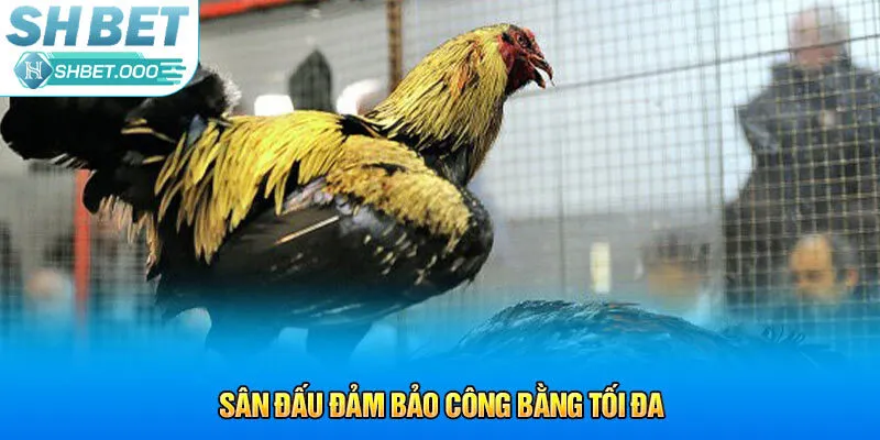 Sân đấu đảm bảo công bằng tối đa