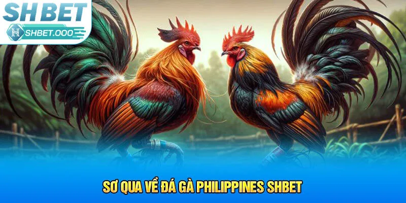 Sơ qua về đá gà Philippines Shbet 