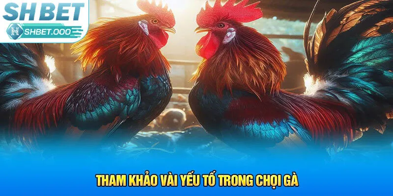 Tham khảo vài yếu tố trong chọi gà